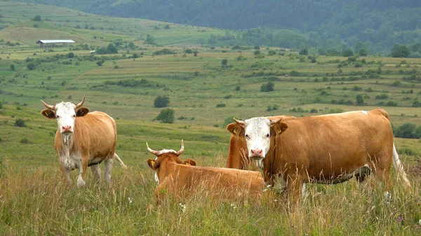 牧草地で放牧する牛 牧草地で放牧する牛 牧草地で放牧する動物 田舎の村の日没で放牧する牛 ロイヤリティフリーのストック画像