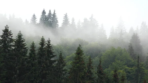 山の雨 霧の森 重い神秘的な霧 雨の日に高山の森の上に恐ろしい霧の煙 曇りの風景 ストック画像