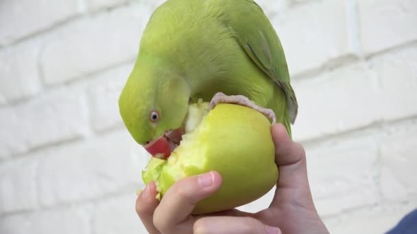 Papegoja Äter Äpple Alexandrine Parakeet Fågel Äter Frukt Barn Kid — Stockvideo