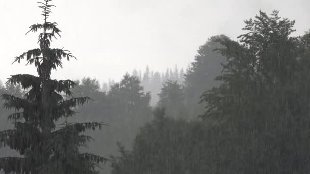 Βρέχει στα βουνά, ομιχλώδες δάσος, βαριά μυστικιστική ομίχλη, τρομακτικός θυελλώδης καπνός Mist πάνω από το αλπικό ξύλο την ημέρα βροχής, συννεφιασμένο τοπίο — Αρχείο Βίντεο