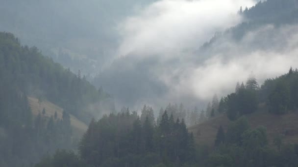 多云的雨天 云雾密布的森林 可怕的风暴雾雾 高山森林的阴影 — 图库视频影像