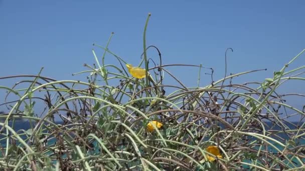 Woestijnbloemen op Sandy Sea Beach, Arid Planten aan zee, Kustlijn, Lefkada Griekenland Stad op het eiland Landschap Uitzicht — Stockvideo