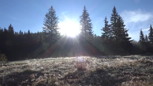 Sumu metsässä vuorilla, Jääkastekasvit talvella, Mystinen Sumuinen Glade, Niitty, Savu Maisemat, Auringonsäteet View Mänty, Firs — kuvapankkivideo