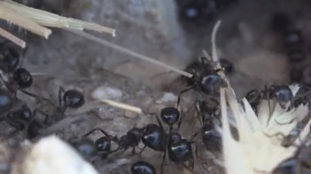 Macro Mieren Werken Verzamelen Voedsel Voor Winter Ant Hill Werknemers — Stockvideo