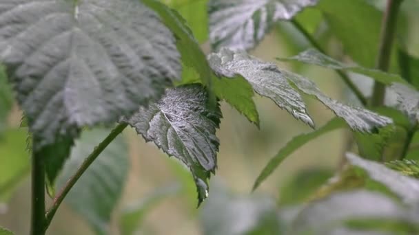 Torrentiellt Regn Regn Översvämning Översvämning Storm Regniga Dag Sting Växter — Stockvideo