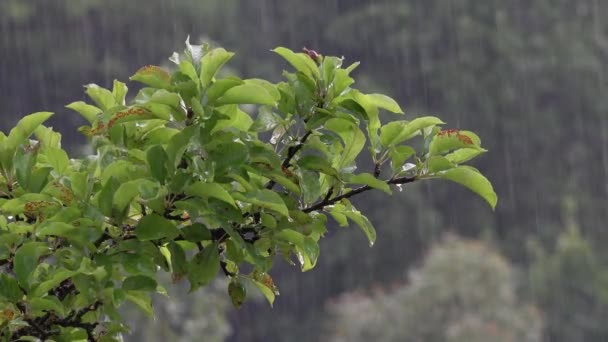 Prudký Déšť Déšť Záplavy Povodně Bouře Deštivý Den Jabloních Větvích — Stock video