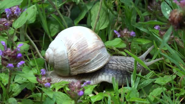 Caracol Macro Walking Caracol Grama Animais Ambiente Natural Closeup Natureza — Vídeo de Stock