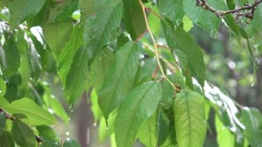 Yağmur, Sağanak, Fırtına, Yaz Yağmurlu Günü Kiraz Dalları Ağacı, Doğada Fırtına, Kötü Hava ve Su Baskını,
