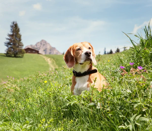 Beagle κάθεται σε υψηλή χλόη — Φωτογραφία Αρχείου