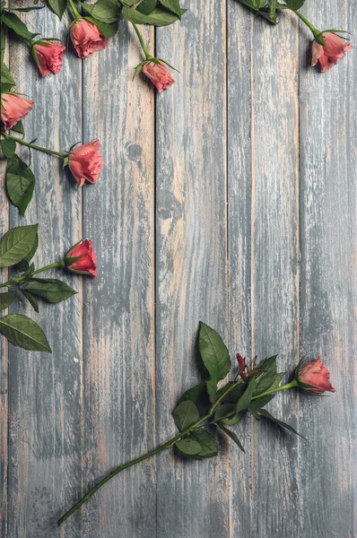 Fondo con rosas rosadas — Foto de Stock