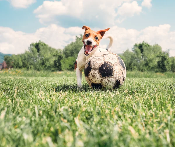 杰克罗素梗犬玩球 — 图库照片