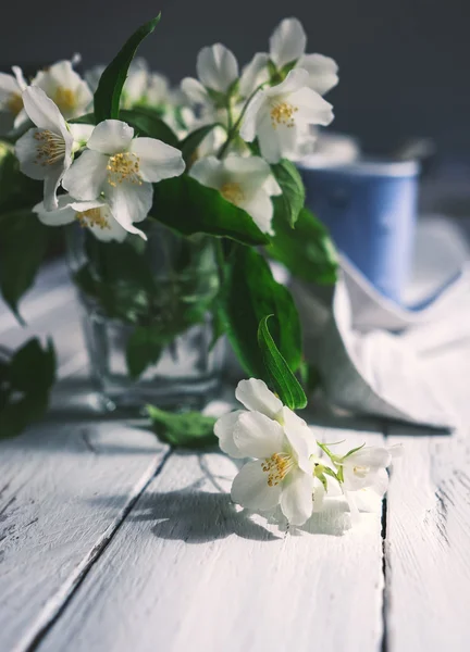 Flores frescas de jazmín — Foto de Stock