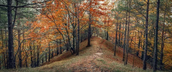 Панорама осеннего леса — стоковое фото