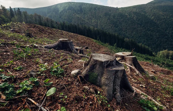Stumps Field Result Clearcutting Process Forestry Industry Slovak Republic Nature — Stock Photo, Image