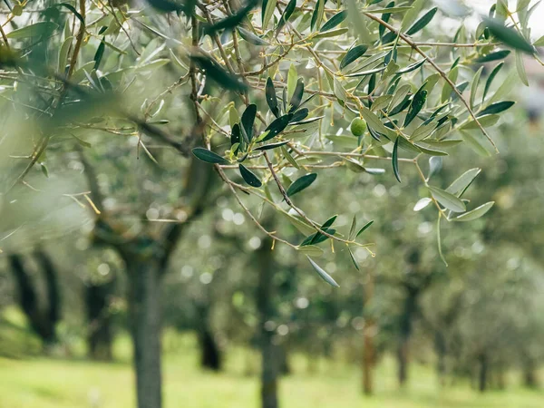 Alone Green Olive Olive Tree Branch Unfocused Blurred Background Trunks — Stock Photo, Image