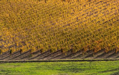 Bitmiş minimalizmin ardından sonbahar güneşli bir günde yeşil çimenler ve sarı üzüm bağları sıralanır. İtalyan Chianti bölgesi. Bağcılık, şarap yetiştiren tarım konsepti imajı.