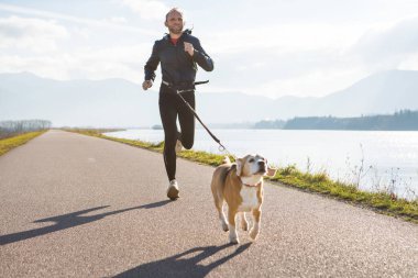 Morning jogging with a pet: a man running together with his beagle dog by the asphalt way with a foggy mountain landscape. Canicross exercises and active people and a dog concept image. clipart
