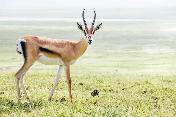 Thomsons Gasellporträtt Vilda Djur Bevarandeområde För Ngorongoro Krater Tanzania — Stockfoto