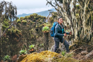 Young woman with backpack and trekking poles having a hiking walk on the Umbwe route in the forest to Kilimanjaro mountain. Active climbing people and traveling concept.  clipart