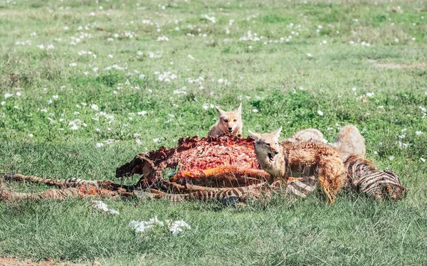 Svartryggade Schakaler Slet Med Tänder Zebra Kroppen Kvar Efter Lejonen — Stockfoto