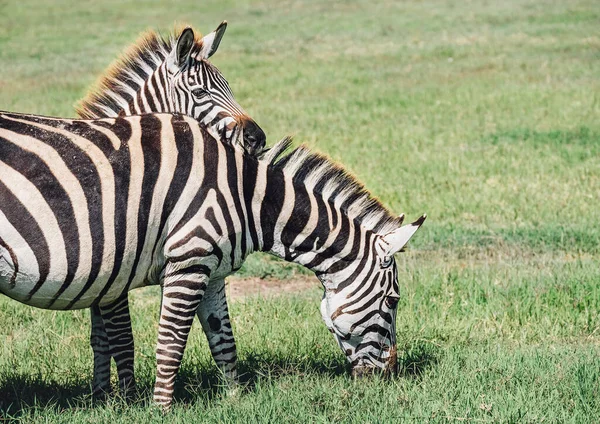 Par Zebra Grant Área Conservação Cratera Ngorongoro Tanzânia África Oriental — Fotografia de Stock