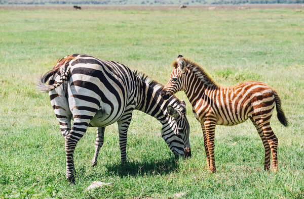 Adult Grant's Zebra standing with her foal in the Ngorongoro Crater Conservation Area, Tanzania, East Africa. Beauty in wild nature and traveling concept.