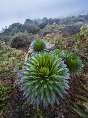 Lobelia Deckenii - Moorland bölgelerinin eşsiz bitkisi. Tanzanya dağlarına özgü dev bir lobelia. Atış, Baranco Kampı yakınlarında 3900 metre irtifada yapılmış. Doğadaki güzellik kavramı