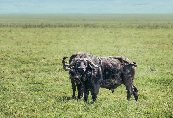 Couple African buffalos or Cape buffalo covered with mud and flies grazing on the wide green grass Ngorongoro Crater meadow savanna. Big five game member also named as \
