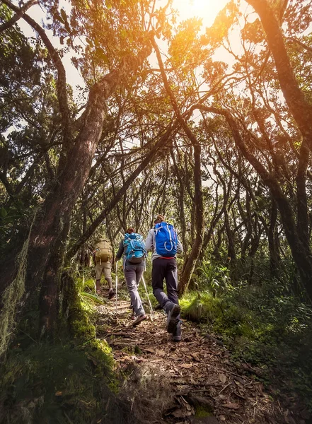 Sırt Çantasıyla Tırmanan Sırt Çantalı Bir Anne Kilimanjaro Zirvesi Yapıyor — Stok fotoğraf