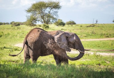 Tanzanya 'daki Tarangire Ulusal Parkı' nda kendini çamur çeşmesiyle ıslatan yalnız bir fil. Afrika savanası fili. Yaşayan en büyük karasal hayvan. Vahşi konsept imajındaki hayvanlar