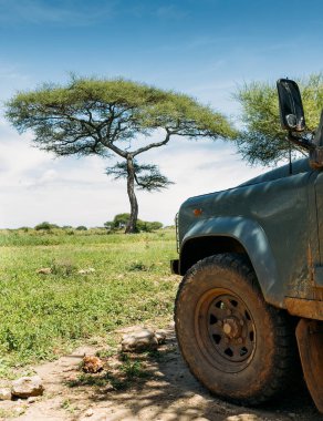 Safari off-road büyük araç kirli ön tekerlek Güzel geniş açılı mavi gökyüzü Yalnız ağaç. Tarangire Ulusal Parkı, Tanzanya 'nın Manyara Bölgesi.