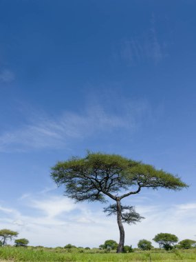 Güzel geniş açılı, mavi gökyüzü olan yalnız bir ağaç. Tarangire Ulusal Parkı, Tanzanya 'nın Manyara Bölgesi. 