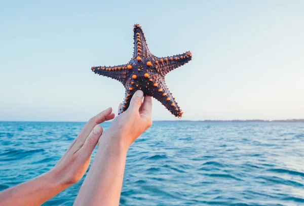 Руки Женщины Изображают Морскую Звезду Держащую Живого Большого Красивого Яркого — стоковое фото