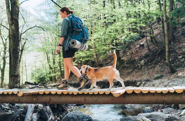中年背包客女性 背着背包 穿着远足靴 带着她的小猎犬穿越森林中的山河桥 与宠物概念形象一起旅行或远足 — 图库照片