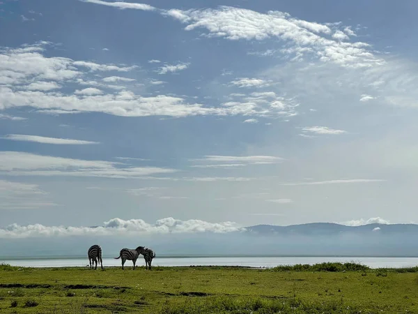 Tanzanian Landscape Grant Zebra Ngorongoro Crater Conservation Area Tanzania East — ストック写真