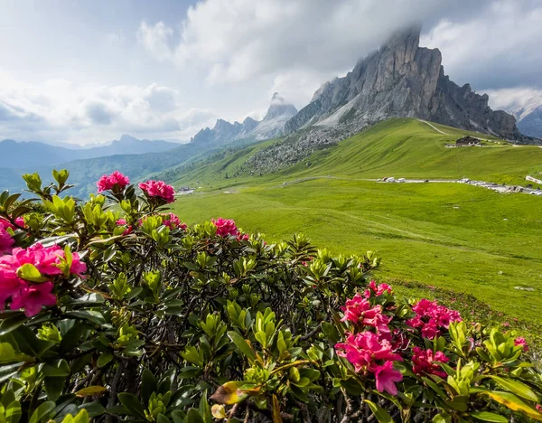 Krásné Červené Květy Kvetou Brzy Ráno Dolomity Alpy Horské Krajiny — Stock fotografie