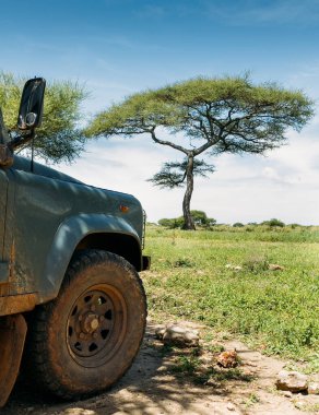 Tarangire Ulusal Parkı, Tanzanya 'nın Manyara Bölgesi. Safari off-road büyük araç kirli ön tekerlek Güzel geniş açılı mavi gökyüzü Yalnız ağaç.
