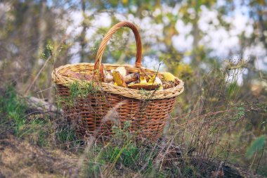 Orman glade üzerinde mantar dolu sepet