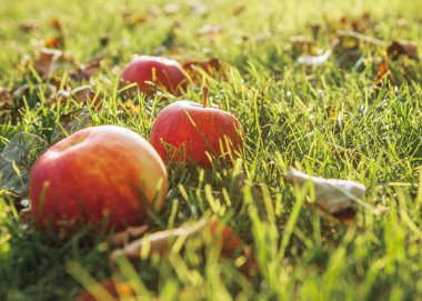 Olgun Kırmızı Elmalar