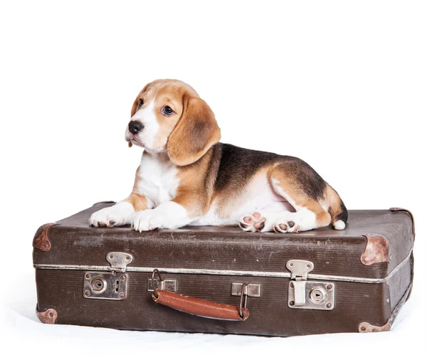 Mały szczeniak beagle — Zdjęcie stockowe