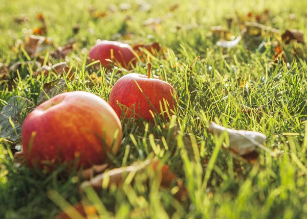 Manzanas rojas maduras — Foto de Stock