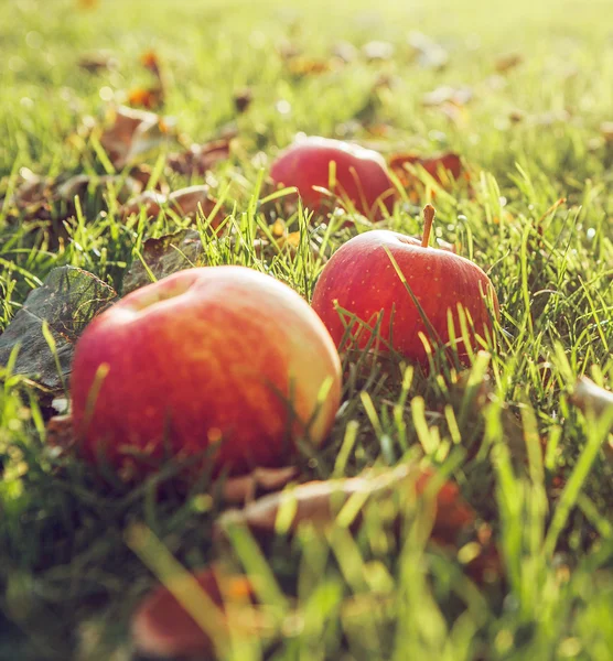 Manzanas rojas maduras — Foto de Stock