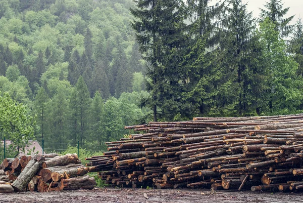 Felled pine logs piled firebreak — Stock Photo, Image