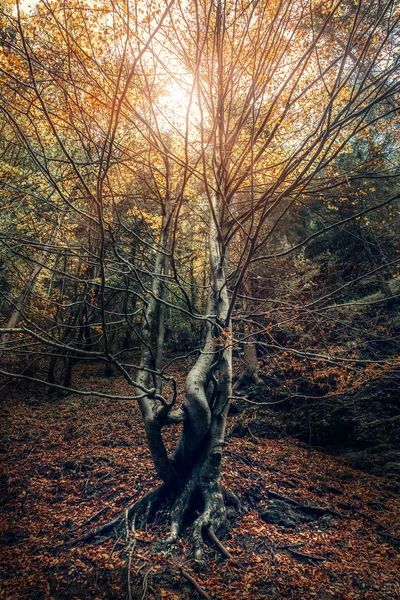 Gekrümmter Baum — Stockfoto