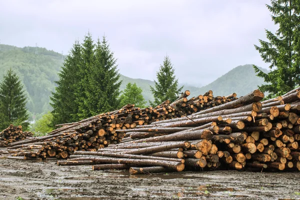 Logging — Stock Photo, Image