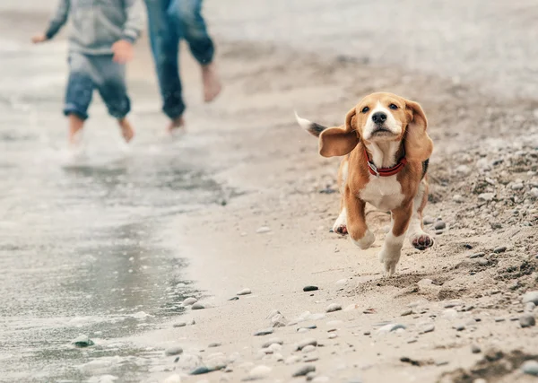 Beagle pup uitgevoerd — Stockfoto