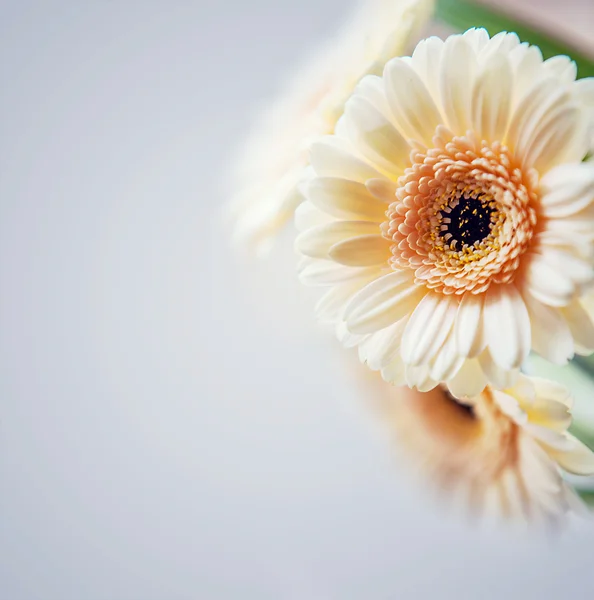 Gerbera bloeiende bloemen — Stockfoto