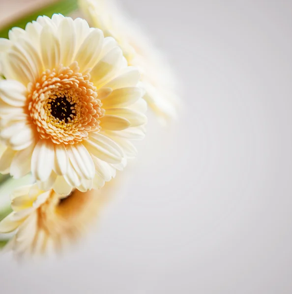 Gerbera bloemen achtergrond — Stockfoto