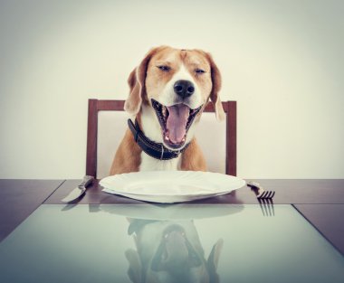 Yawning beagle waiting for food clipart