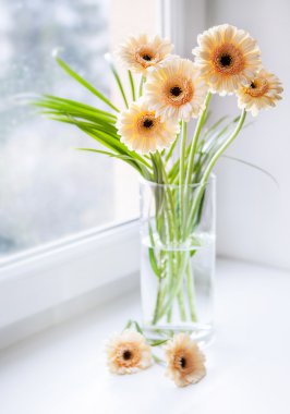 Pencere üzerinde gerbera buketi
